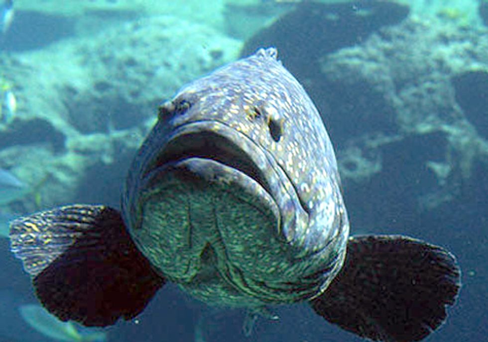 Critically Depleted Fish Lose Protection