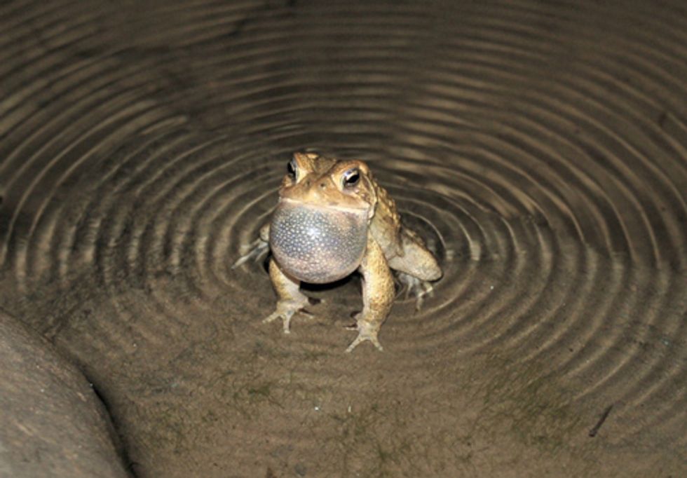 Delaware Riverkeeper Urges Action to Protect Emerging Amphibians from Pipeline Debacle