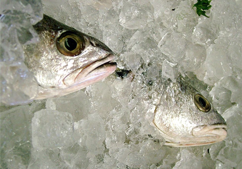 Canada Moves Forward with New Organic Standards for Farmed Seafood