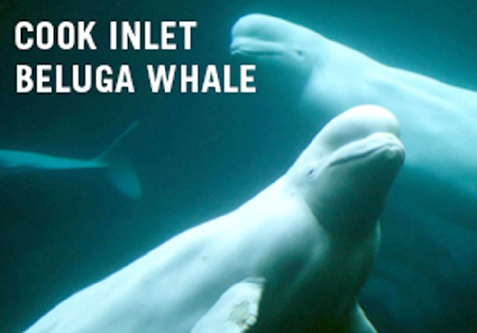 Alaska Oil and Gas Drilling Threatens Endangered Whales