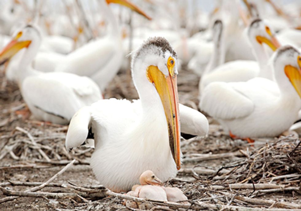 BP Spill Residue Found in Minnesota Pelican Eggs