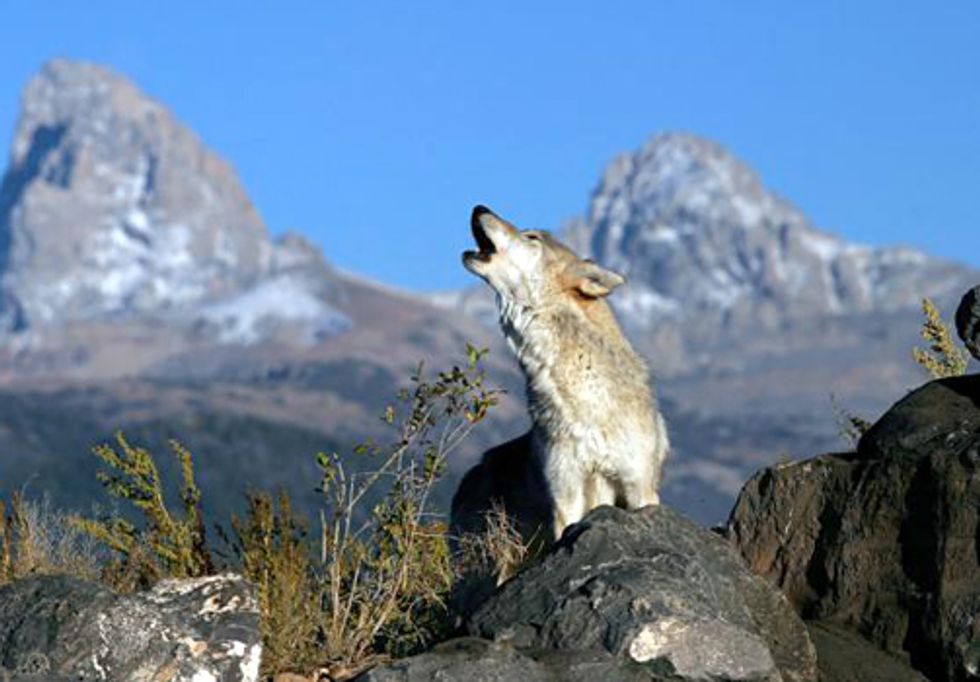 Happy Endangered Species Day