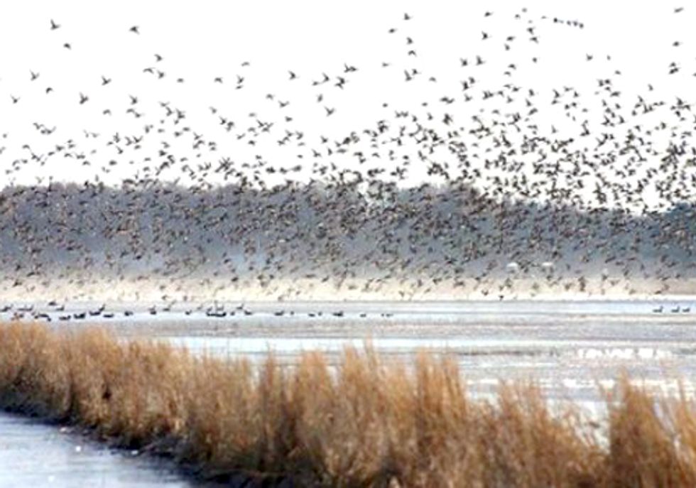Court Rejects Southern California Mega-Development Next to Wildlife Area