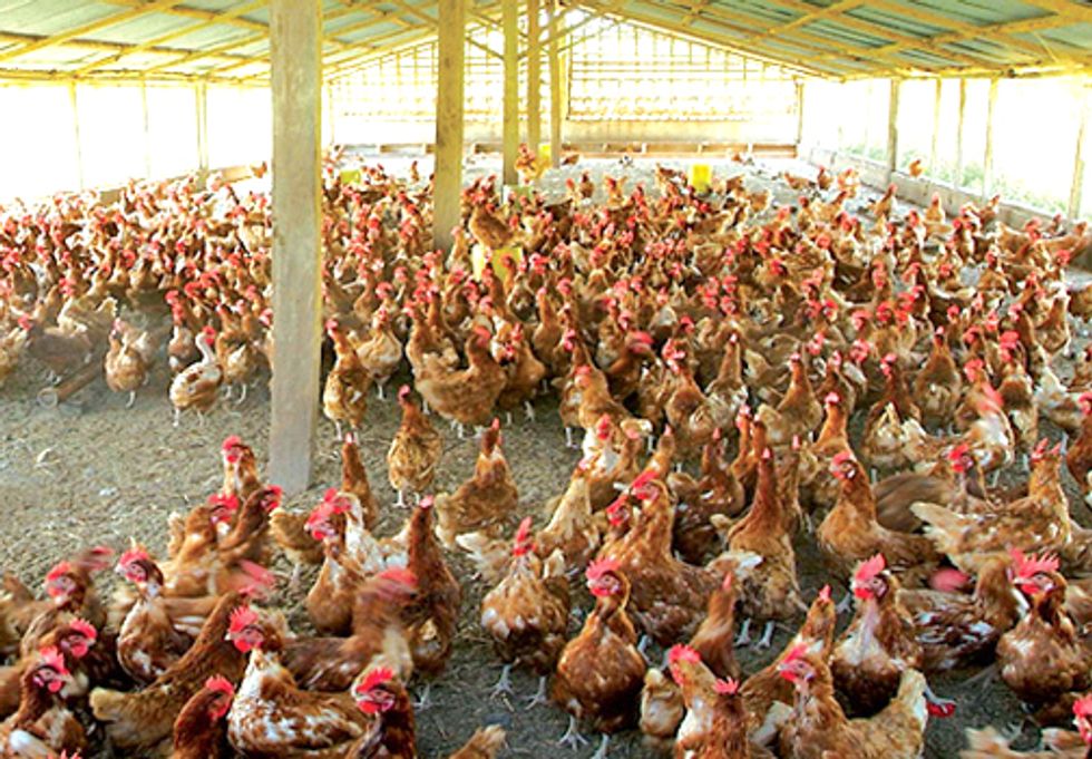 Electricity Generated from Chicken Waste Encourages Factory Farming and Pollutes Air
