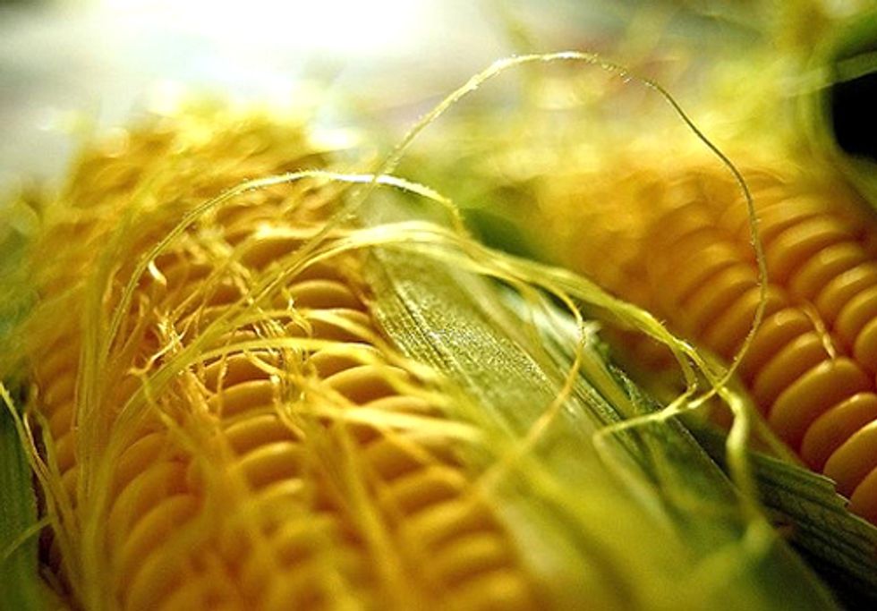 Scientists Debunk Benefits of Monsanto’s 'DroughtGard' Corn