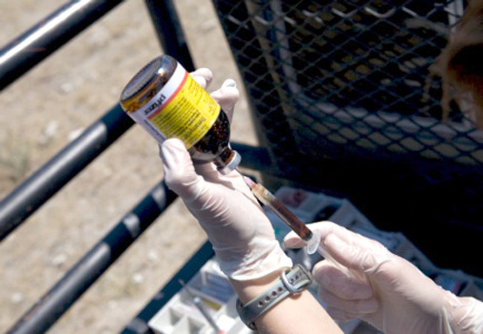Superbug Suit: Court Slams FDA on Antibiotics in Animal Feed