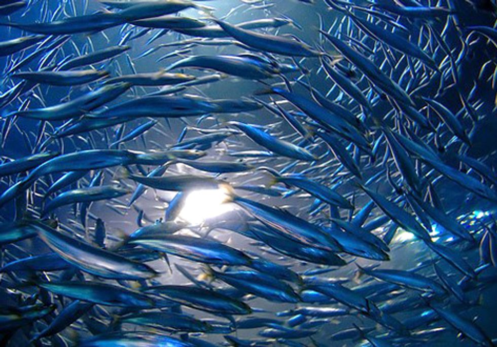 How Saving the Oceans Can Help Feed the World