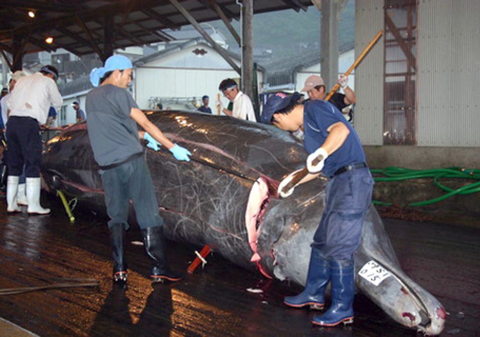 Yahoo! Profits from the Killing of Whales and Dolphins