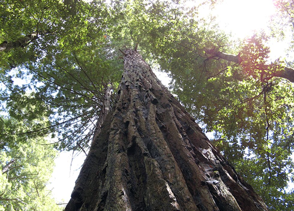 Sacrificing Redwood Trees for the Sake of Pinot Noir?