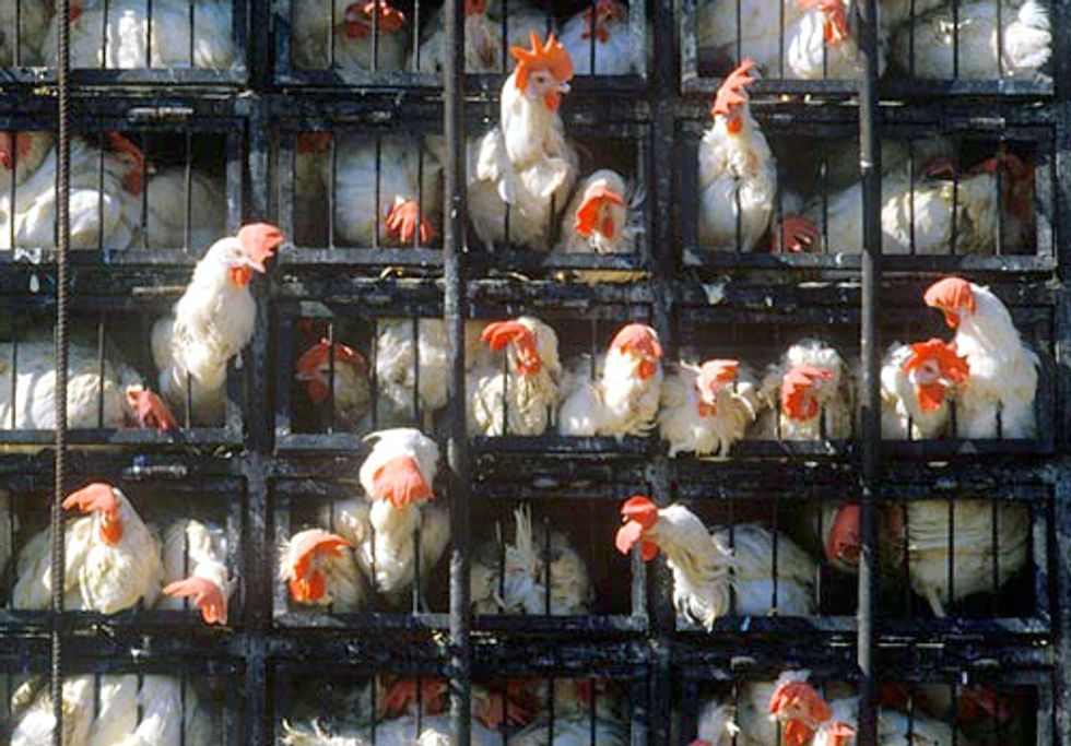 FACTORY FARMING SERIES PART I: Where Have All the Farms Gone?