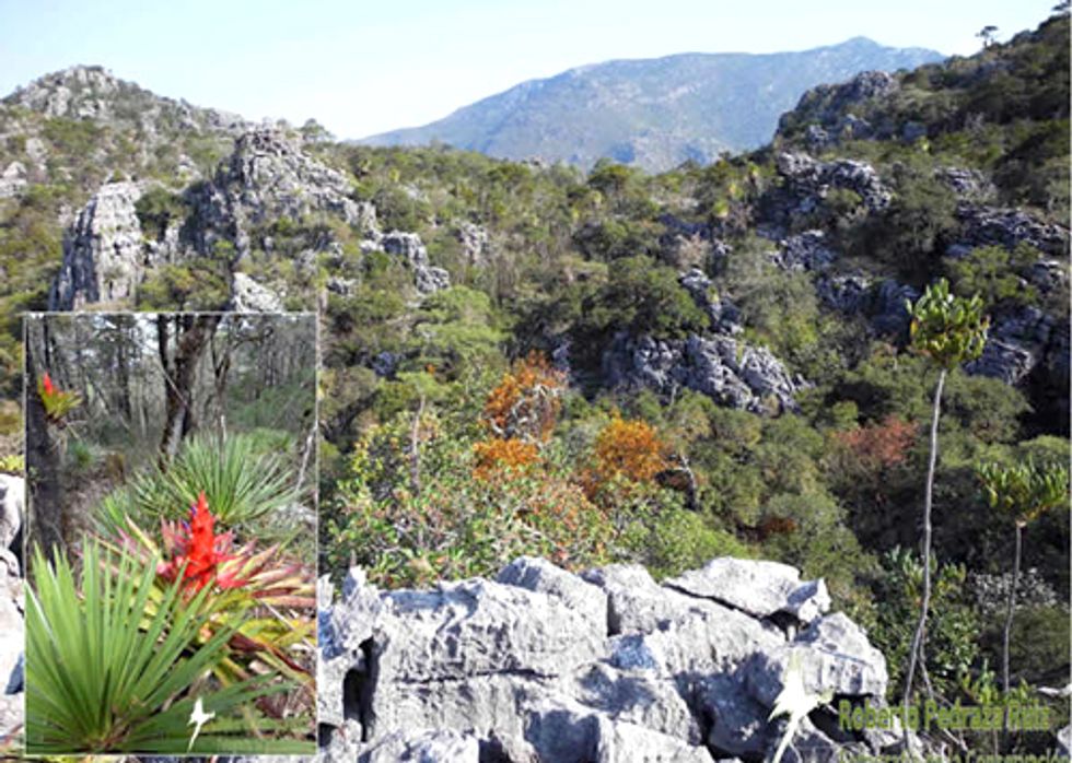 Climate Change Threatens Mexico’s Cloud Forest