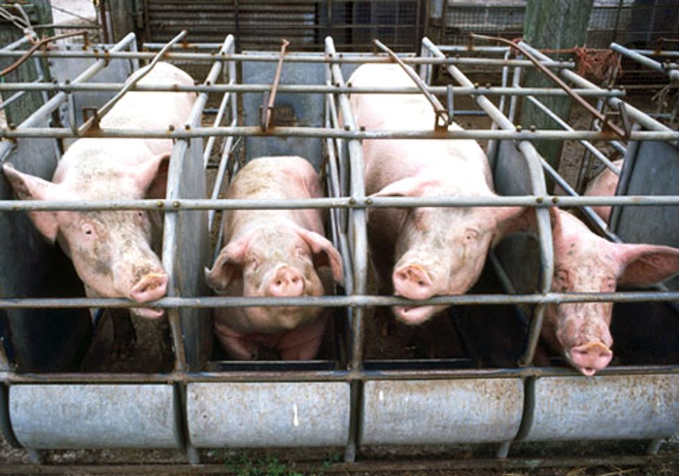 FACTORY FARMING SERIES PART II: Bigger Isn't Better