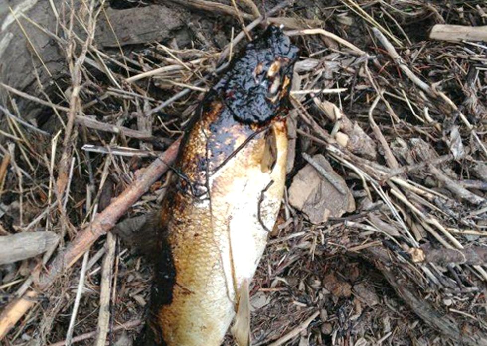 Alberta Oil Spill Is Latest Catastrophe Showing Accidents Are the Norm