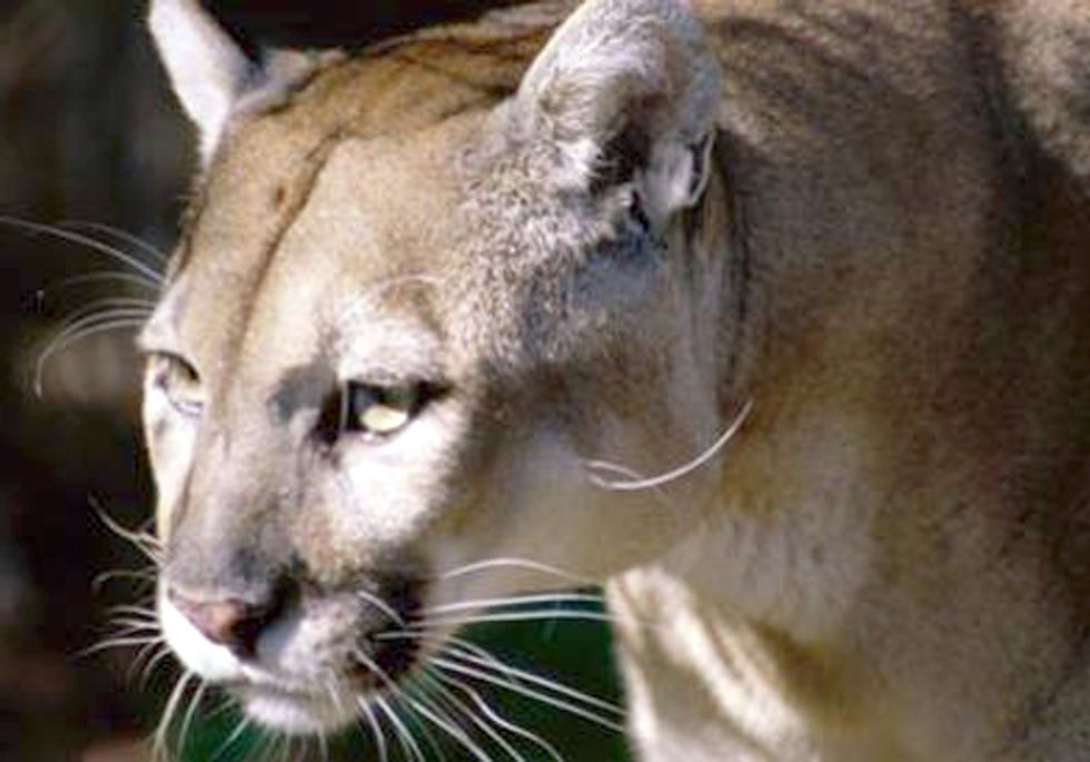 Senator Tries to Dismantle Endangered Species Act