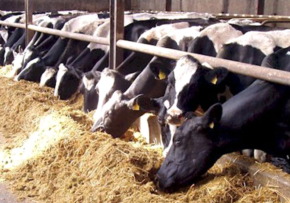 Public Health Suffers under Factory Farm Sponsored Air Pollution Study