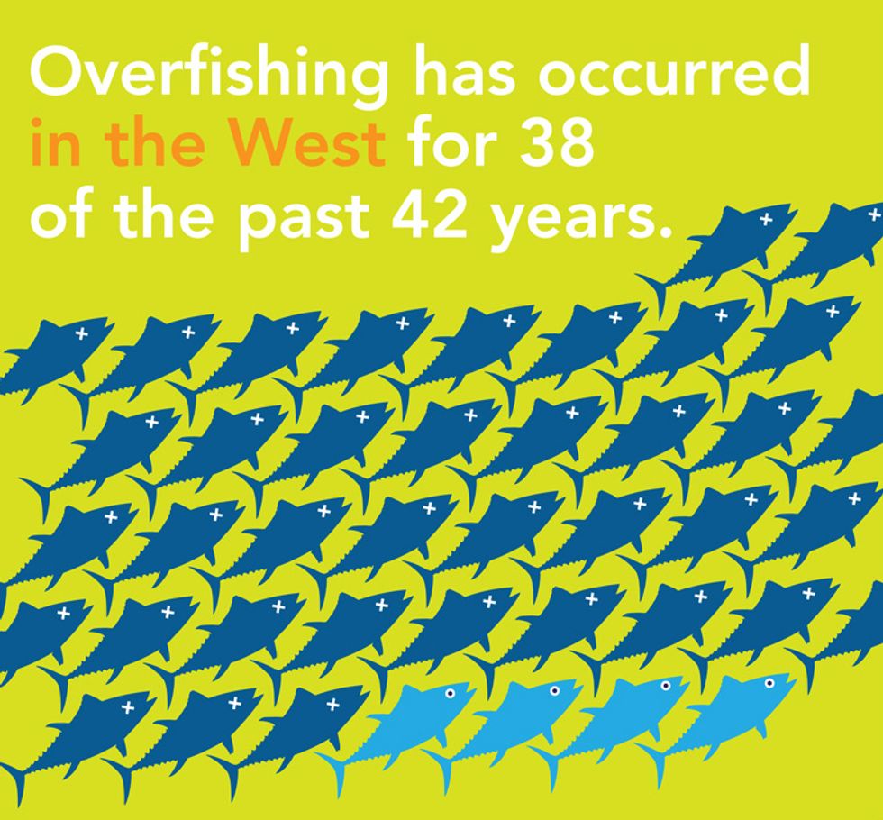 Charting the Decline of Bluefin Tuna - EcoWatch