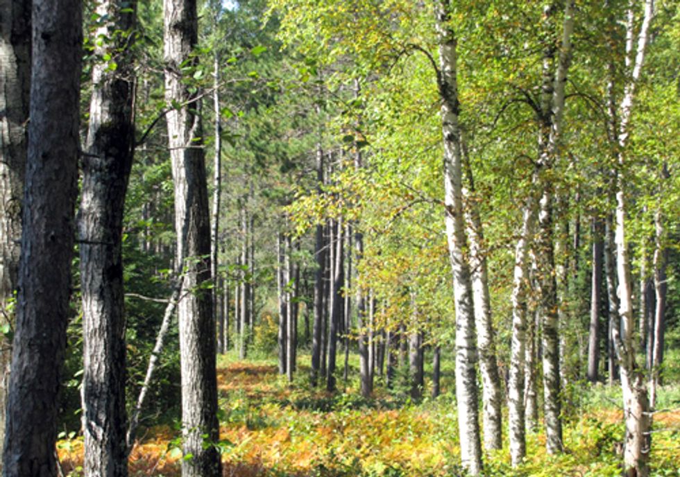 Want Clean Water? Keep Existing Forests Healthy