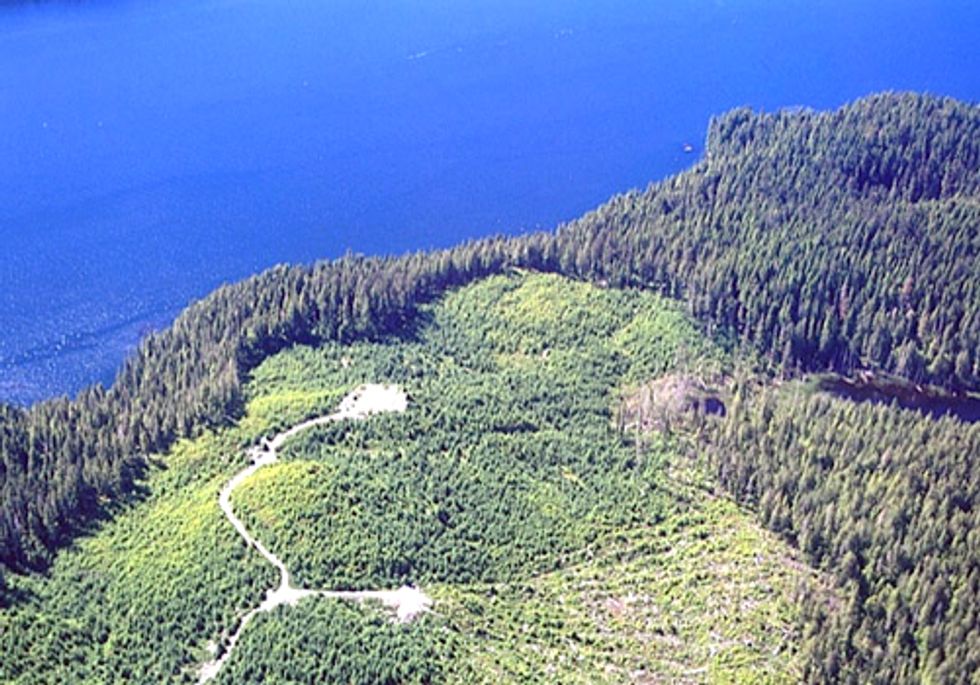 Congress Prepares to Vote on Fate of Last Remaining Old Growth Forests