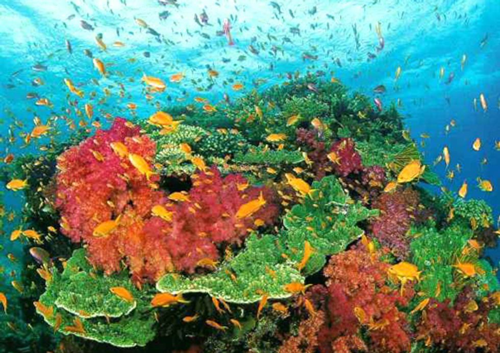 Sea Shepherd to Help Protect Australia's Coral Sea Marine Reserve