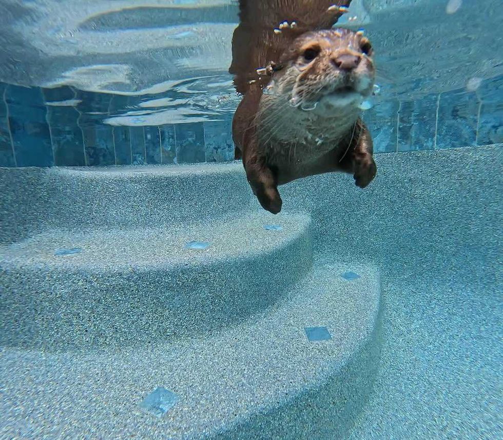 splash otter florida, florida, otter, search and recovery, police, k9 unit, splash otter, wildlife, florida news