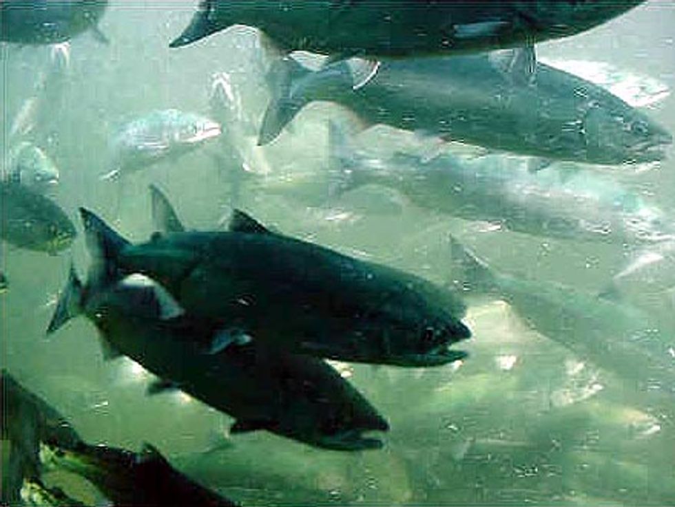 Stepping up for Salmon