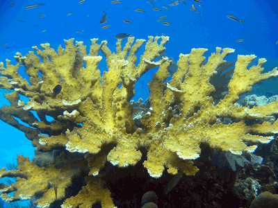 Feds Must Act to Protect 82 Coral Species from Extinction