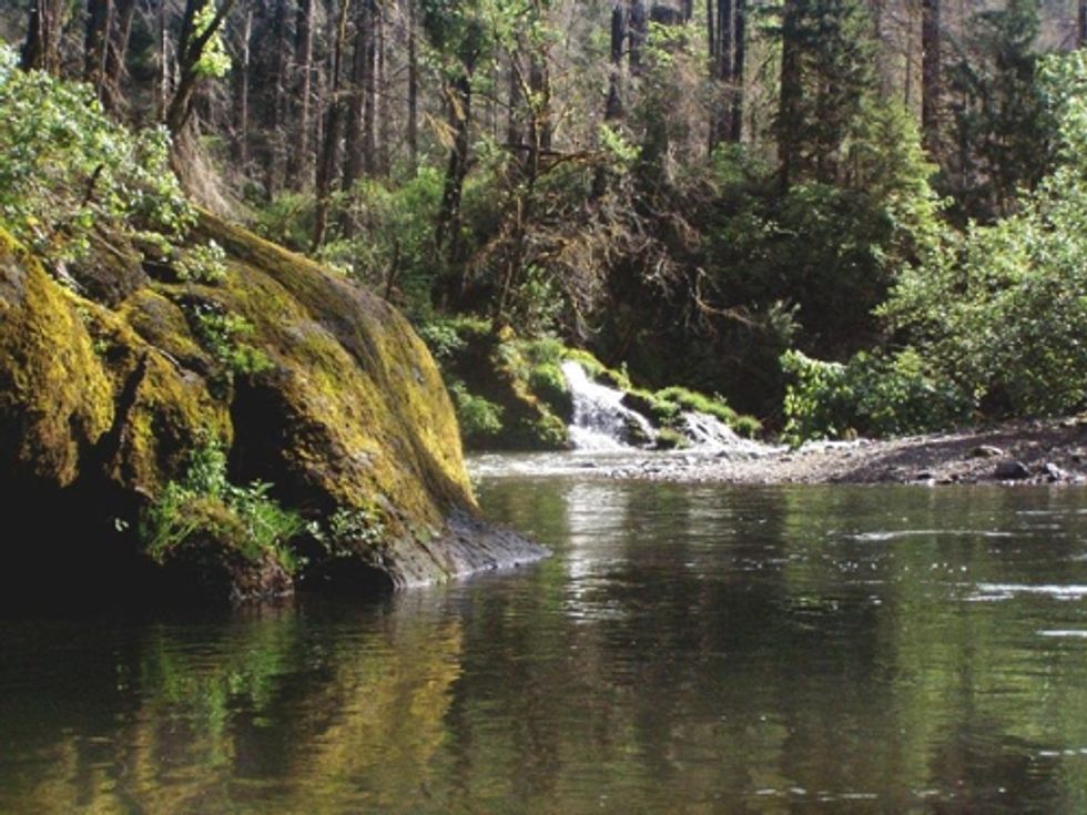 A Victory for Oregon Forests and Wildlife in Federal Court