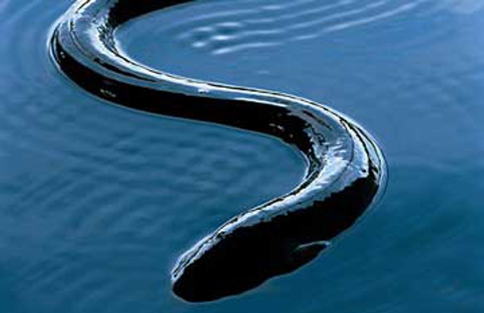 American Eel May Warrant Protection Under Endangered Species Act