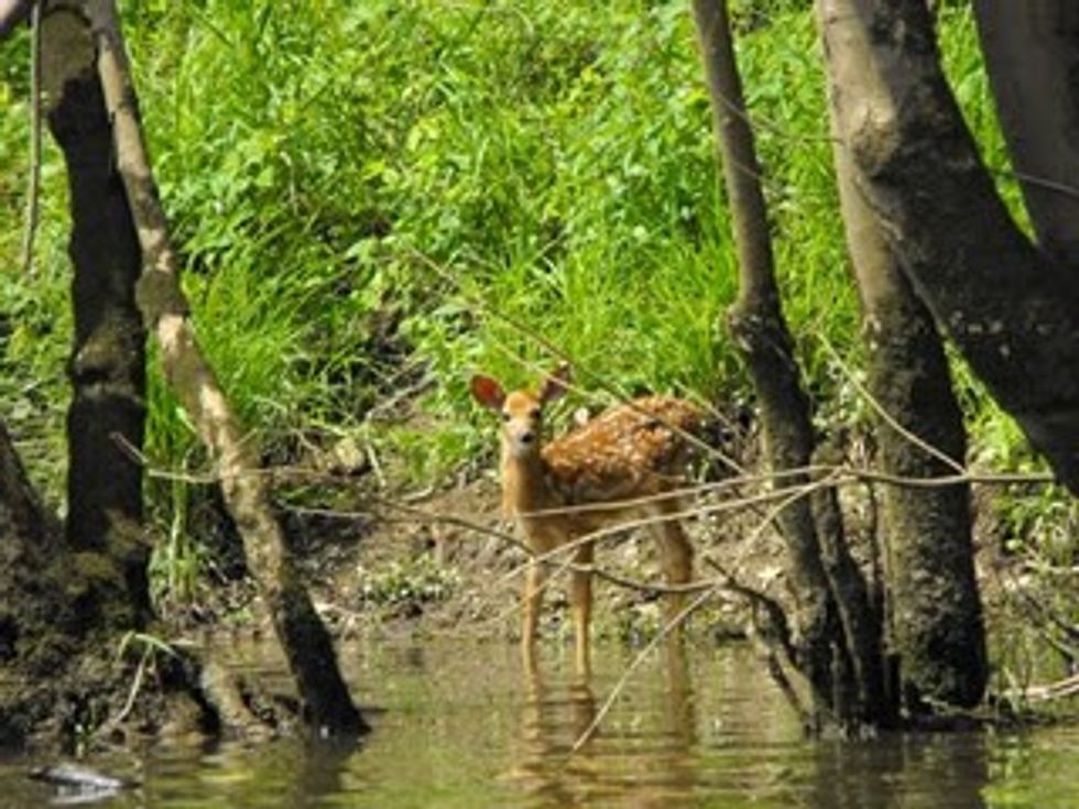 WPC Protects Key Property Along Loyalhanna Creek
