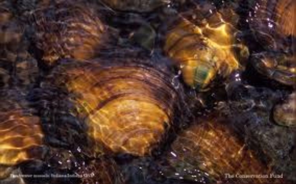 Eight Mussel Species Need Protection