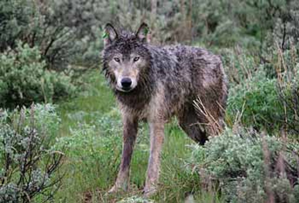 Lawsuit Filed to Stop Killing Endangered Oregon Wolves