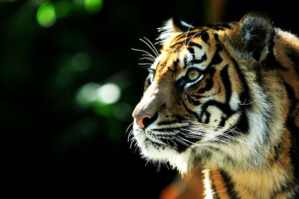 Mattel Drops Packaging Linked to Indonesian Deforestation