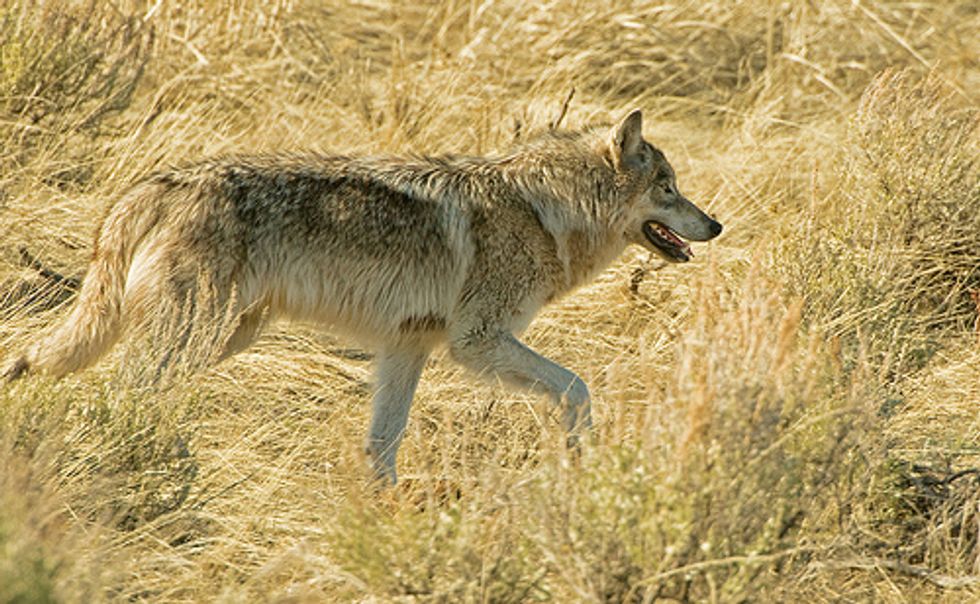 Wyoming Wolves in Peril with Potential Removal of Federal Protection