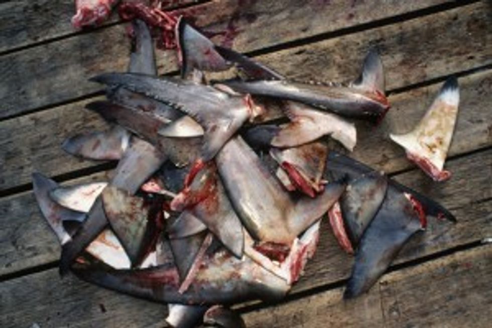 Historic California Legislation Protects Sharks