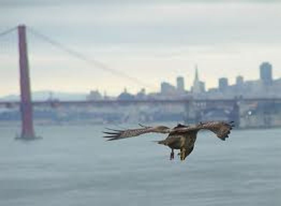 Mayor Signs into Law New Standards for Bird-Safe Buildings