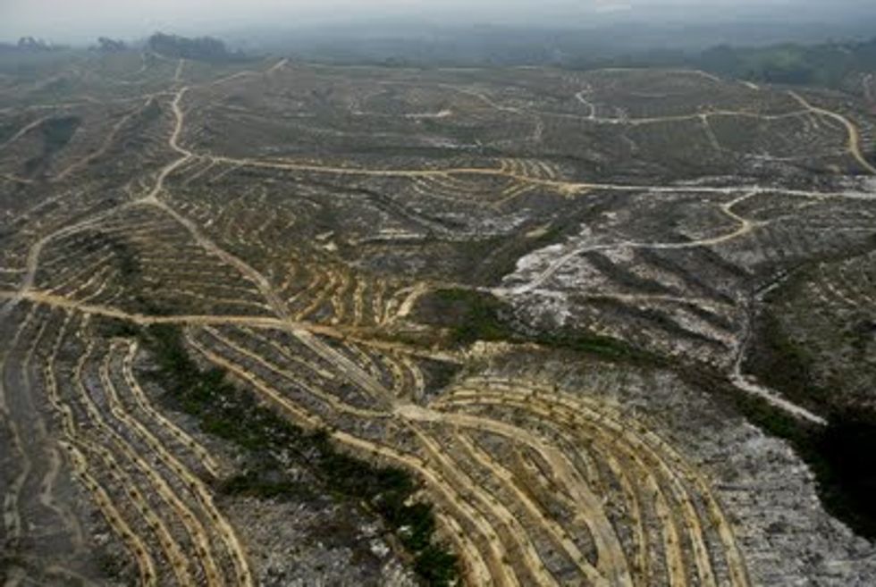 Are You Buying Products from Companies that Destroy Rainforest?