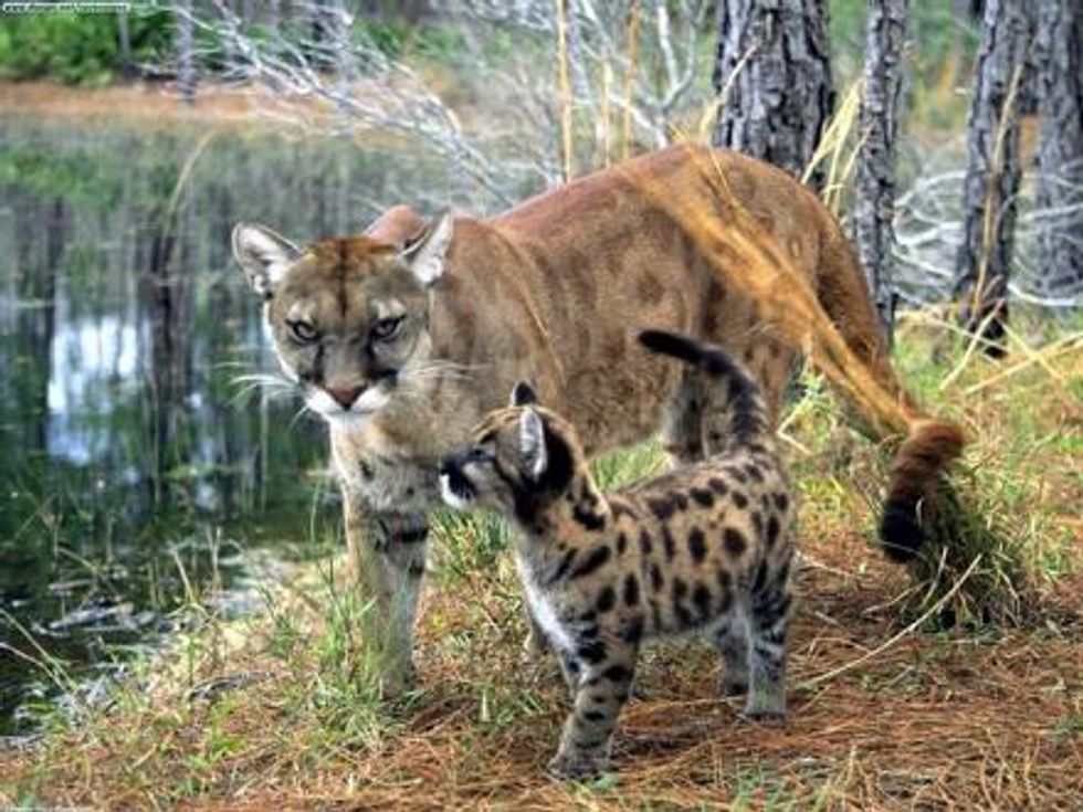 Suit Filed Against Park Service to Protect Big Cypress National Preserve