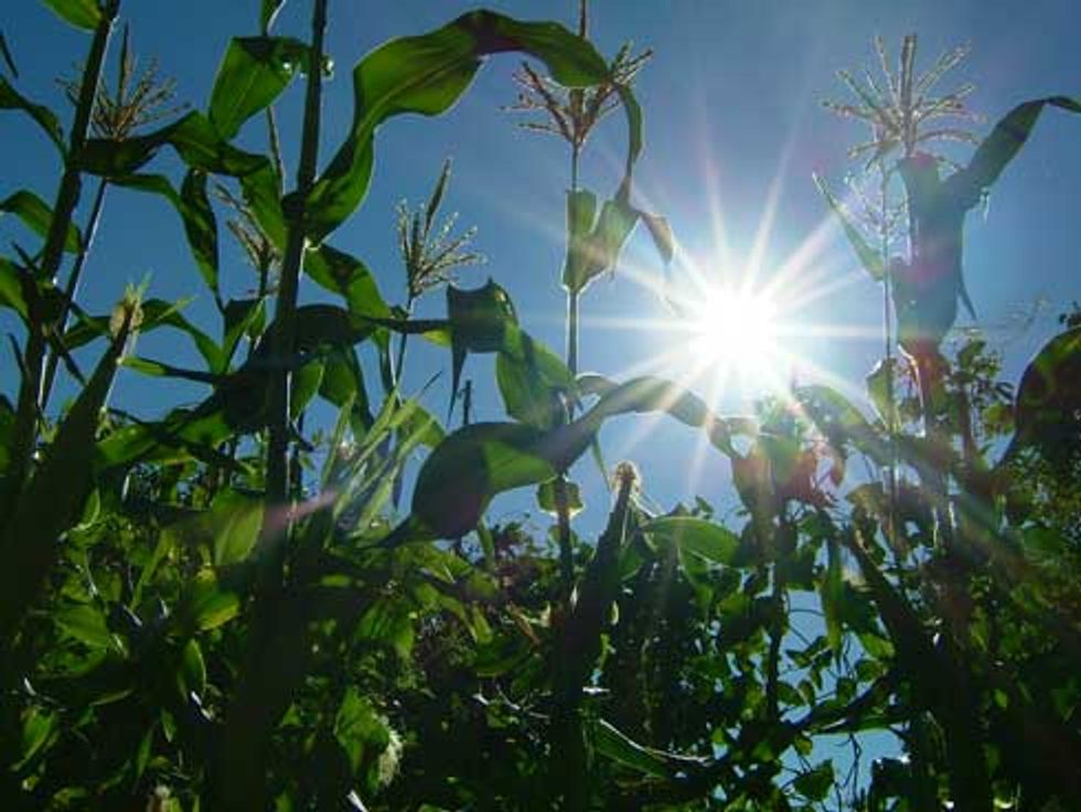 Keep Genetically Engineered Sweet Corn Off Your Plate