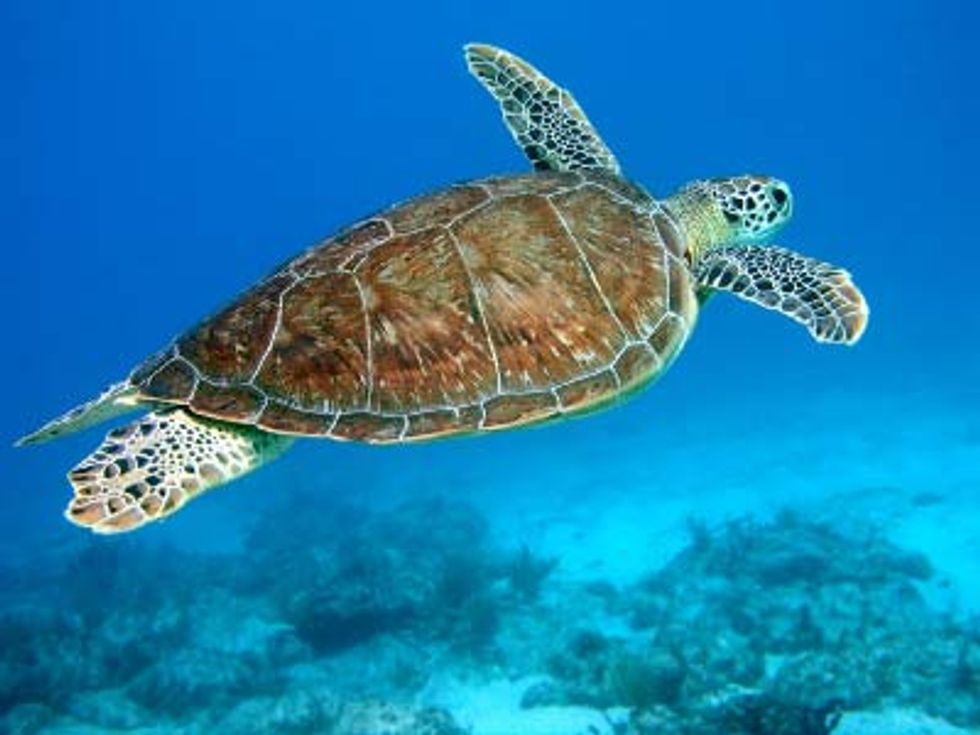 Groups Move to Stop Sea Turtle Deaths