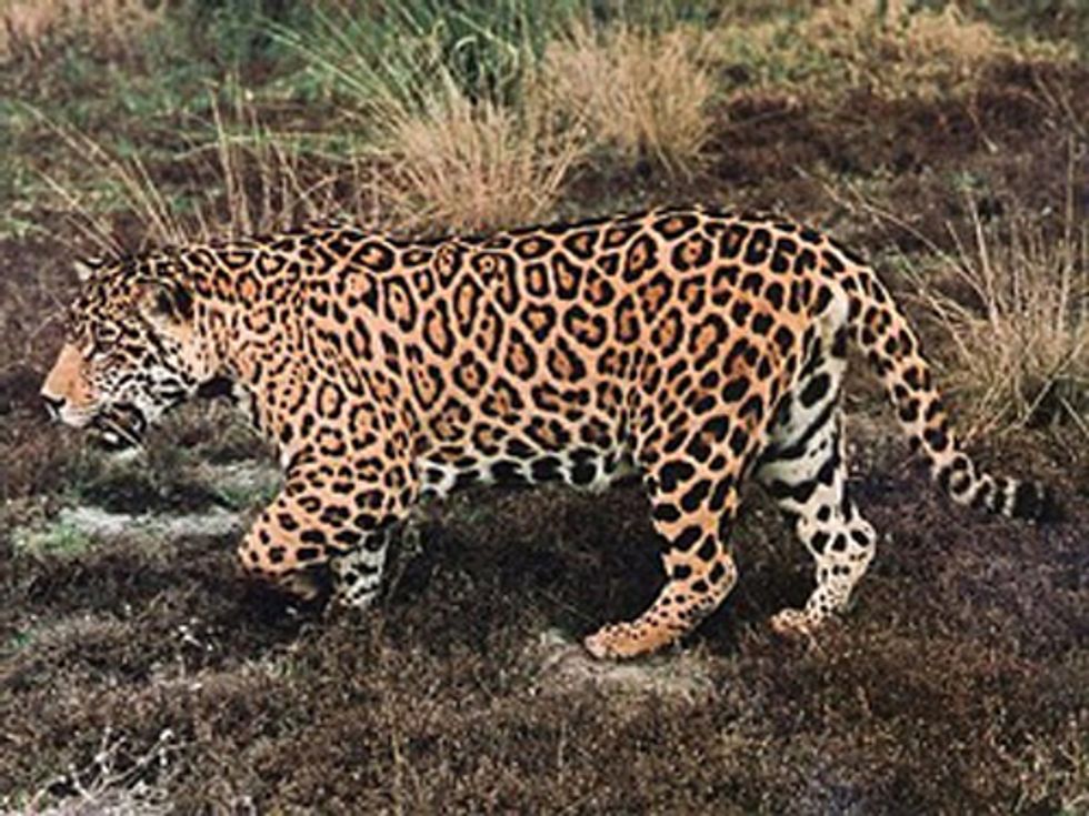 Researchers Discover Record Number of Jaguars