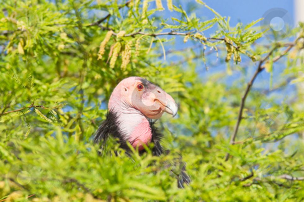 California Wind Project Threatens Thousands of Birds