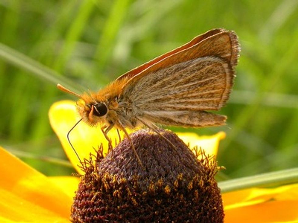 List of Candidates for Endangered Species Act Released