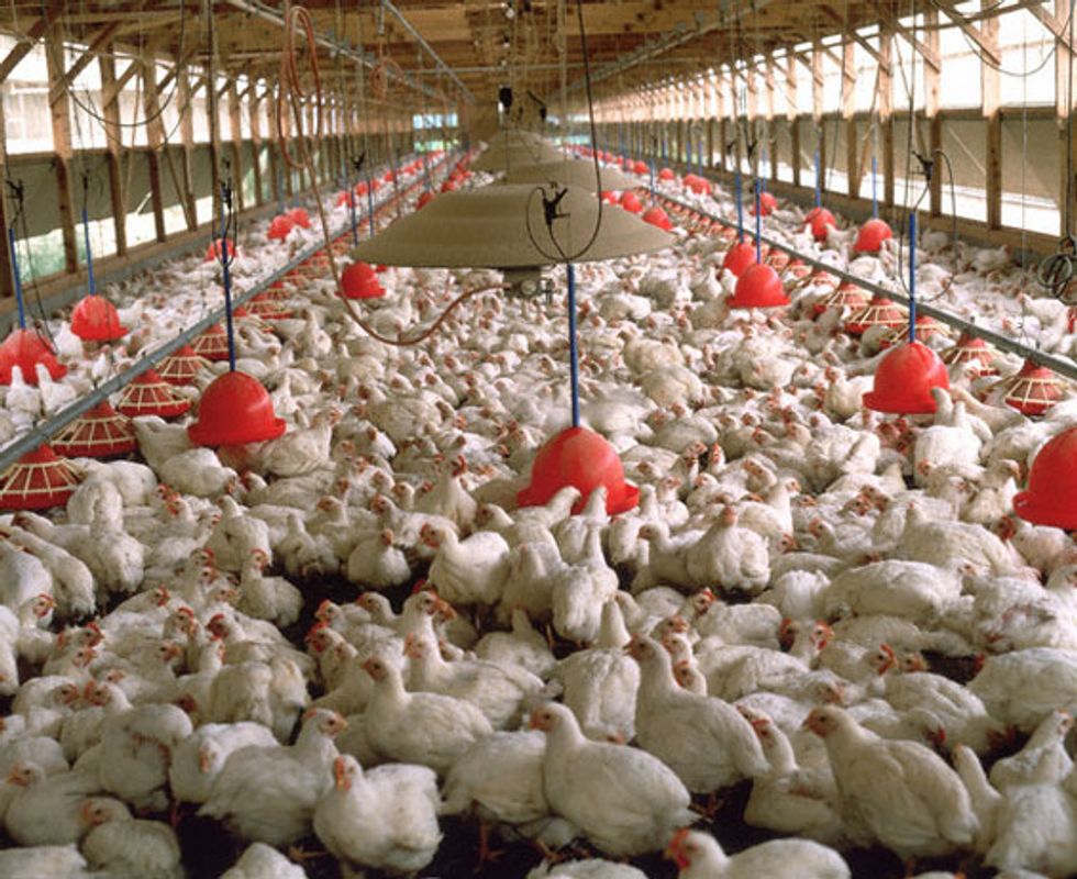 Perdue Launches Fraudulent PR Effort