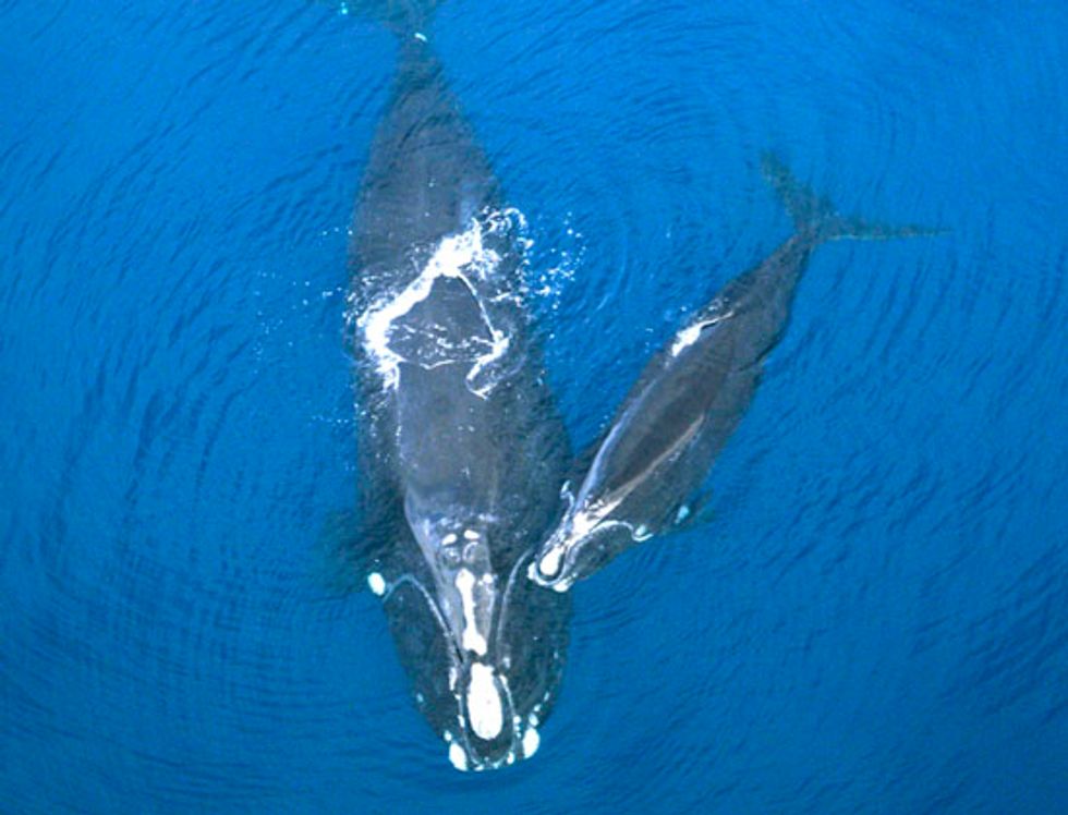 Endangered Whales Need Immediate Action