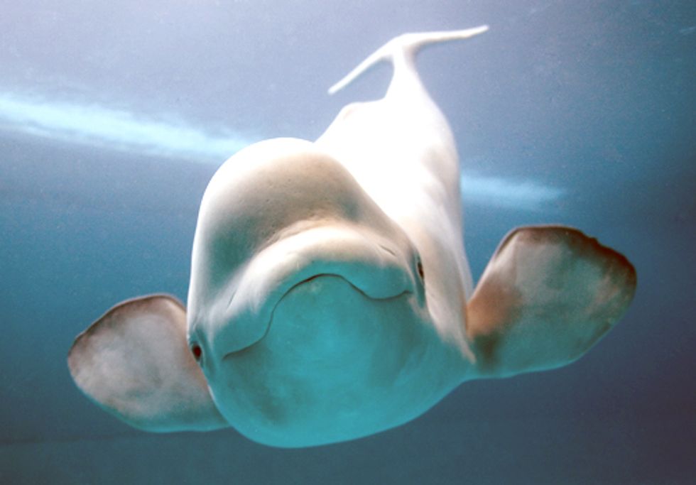 Extreme Fossil Fuel Extraction Impacts Future of Beluga Whales
