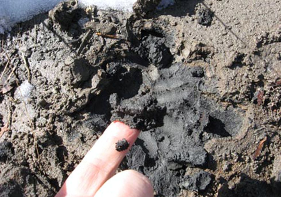 Groups in Court to Stop Groundwater Contamination from Toxic Coal Ash Waste