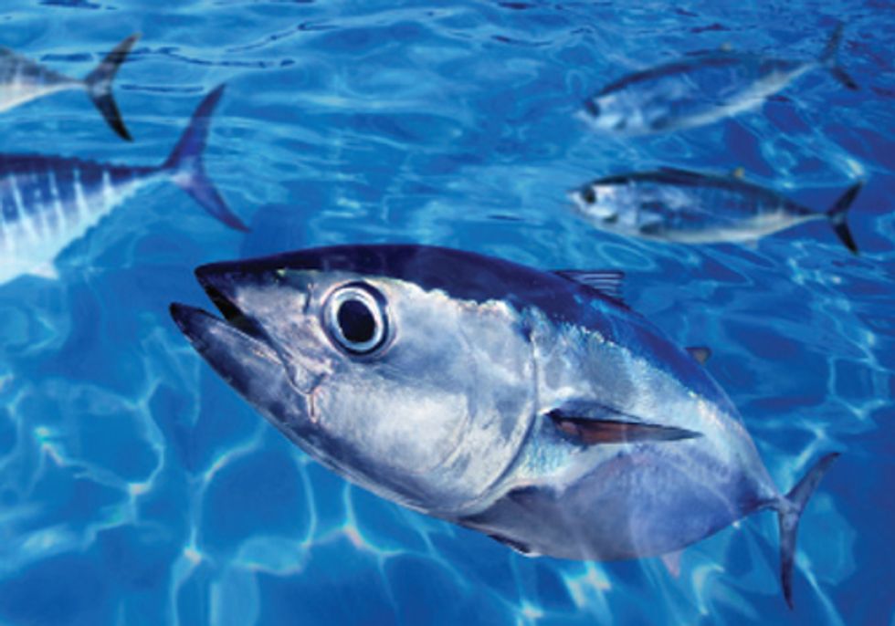 GLOBAL REPORT: Mercury Levels in Humans and Fish Regularly Exceed Health Advisory Levels