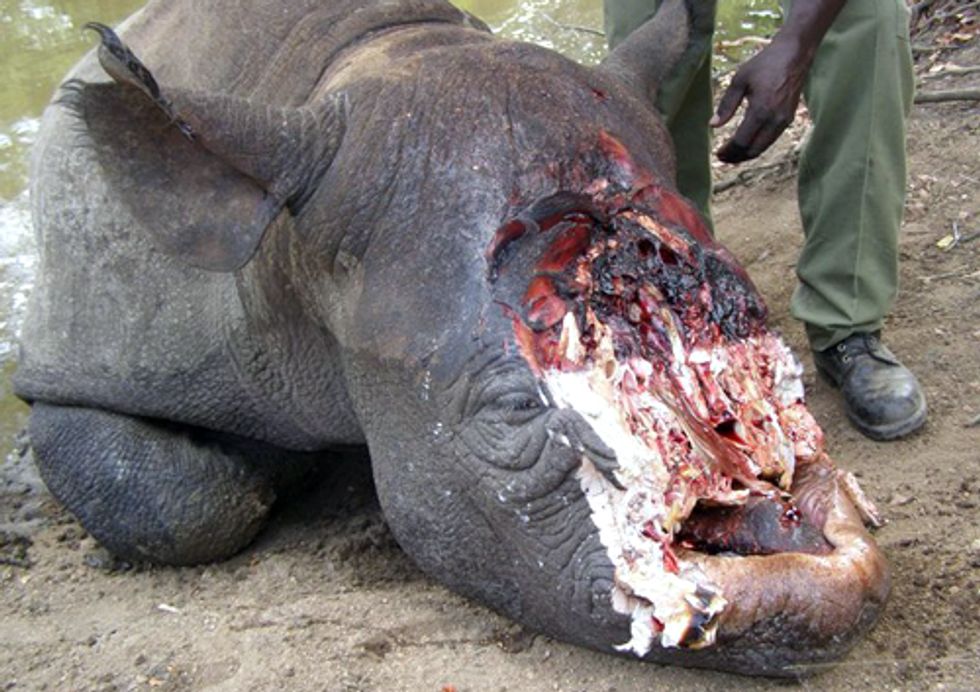 Rhinos in Crisis: Poaching and Illegal Trade Reach Highest Levels in 20 Years