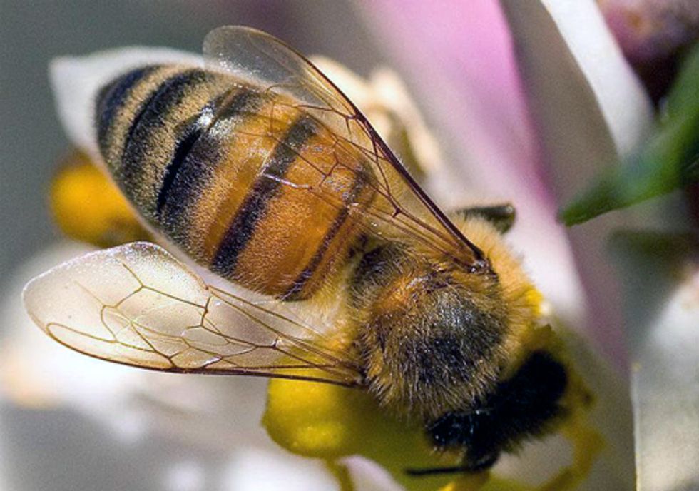 European Agency Finds Insecticide Unacceptable Danger to Bees