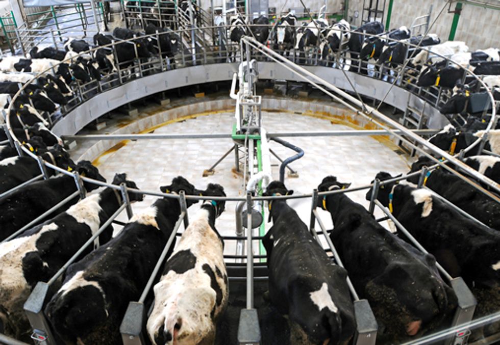 Coalition Denounces Gov. Cuomo's Proposed Elimination of Clean Water Standards for Industrial-Scale Dairy Operations
